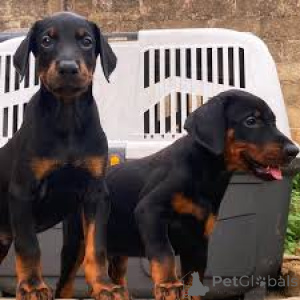 Photo №1. dobermann - à vendre en ville de Ville de Londres | 1000€ | Annonce №165562