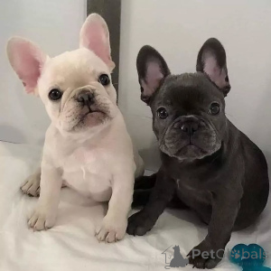 Photo №1. bouledogue - à vendre en ville de Hambourg | négocié | Annonce №165614