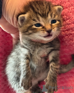 Photo №3. Bengale. Allemagne