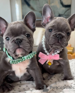 Photo №1. bouledogue - à vendre en ville de Varsovie | négocié | Annonce №139015