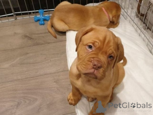 Photo №1. dogue de bordeaux - à vendre en ville de Allensbach | 350€ | Annonce №171422