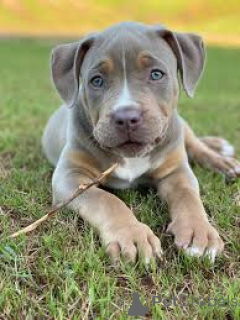 Photo №1. american bully - à vendre en ville de Nottingham | négocié | Annonce №136221