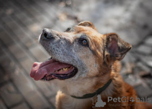 Photo №1. chien bâtard - à vendre en ville de Москва | Gratuit | Annonce №119035