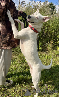 Photos supplémentaires: Leila, Blanche-Neige, cherche un foyer.