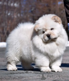 Photo №1. chow-chow - à vendre en ville de Stockholm | négocié | Annonce №113205