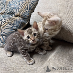 Photo №3. Chatons Bengal haut de gamme disponibles, marques exotiques, personnalités. Allemagne