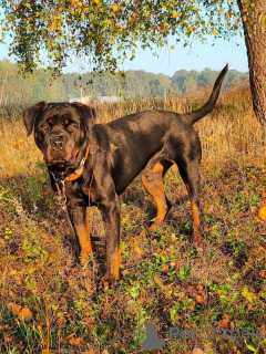 Photo №3. Rottweiler Polyn est prêt pour la résidence permanente !. Fédération de Russie