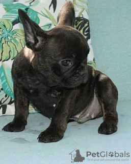 Photo №1. bouledogue - à vendre en ville de Baden-Baden | 404€ | Annonce №128697