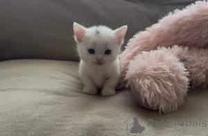Photo №1. munchkin - à vendre en ville de Butzbach | 350€ | Annonce № 178173