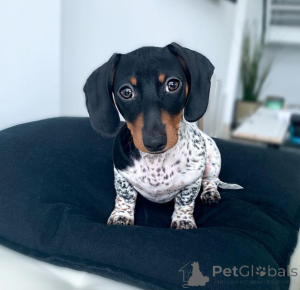 Photo №4. Je vais vendre teckel en ville de Richmond. éleveur - prix - 638€