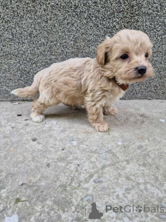 Photo №3. Mini Maltipoo. Serbie