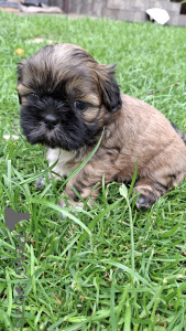 Photo №4. Je vais vendre yorkshire terrier, kavapoun, lhassa apso, maltipu, carlin, pékinois, caniche (nain), caniche royale, bouledogue, shih tzu en ville de Riga. annonce privée, de la fourrière, éleveur - prix - 700€