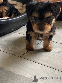 Photo №1. yorkshire terrier - à vendre en ville de Charlotte Amalie | Gratuit | Annonce №139125