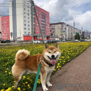 Photos supplémentaires: Chiots Super Shiba