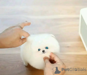 Photo №1. spitz nain - à vendre en ville de Bruxelles | négocié | Annonce №162798