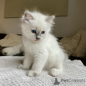 Photo №4. Je vais vendre ragdoll en ville de Munich. annonce privée, éleveur - prix - 255€