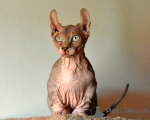 Photo №1. bambino - à vendre en ville de Legnica | 2500€ | Annonce № 146284