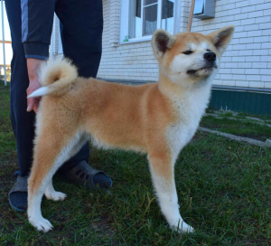 Photo №3. Chiots chics Akita Inu. Fédération de Russie