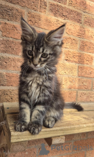 Photo №2 de l'annonce № 153872 de la vente maine coon - acheter à Allemagne annonce privée
