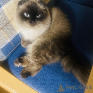 Photo №1. Service d'accouplement - race: scottish fold. Prix - 100€
