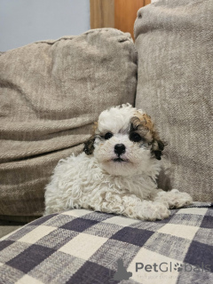Photo №1. bichon à poil frisé, bichon maltais - à vendre en ville de Villard | 500€ | Annonce №144495