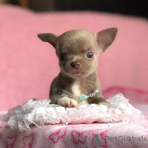 Photo №2 de l'annonce № 168176 de la vente chihuahua - acheter à USA éleveur