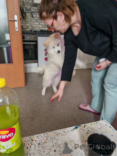 Photo №3. Samoiedu Welpen. L'Autriche