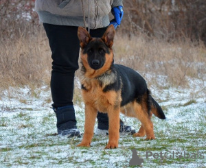 Photos supplémentaires: Très beaux chiots, docs FCI.