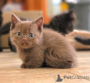 Photo №1. munchkin - à vendre en ville de Erftstadt | 350€ | Annonce № 177972