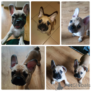 Photo №1. bouledogue - à vendre en ville de Varsovie | 640€ | Annonce №40302