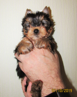 Photo №4. Je vais vendre yorkshire terrier en ville de Saint-Pétersbourg. de la fourrière - prix - 286€