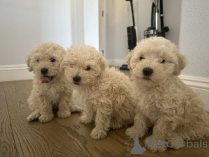 Photo №1. maltipu - à vendre en ville de Bayerbach | 900€ | Annonce №150135