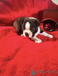 Photo №2 de l'annonce № 168841 de la vente terrier de boston - acheter à Île de man éleveur