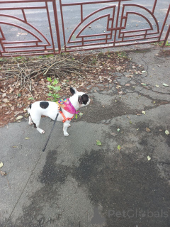 Photo №1. bouledogue - à vendre en ville de Glasgow | négocié | Annonce №151725