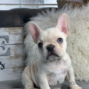 Photo №1. bouledogue - à vendre en ville de Килкенни | 350€ | Annonce №130010