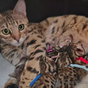 Photo №2 de l'annonce № 167265 de la vente bengal - acheter à Allemagne annonce privée