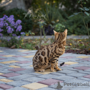 Photo №2 de l'annonce № 15917 de la vente bengal - acheter à Fédération de Russie annonce privée, de la fourrière, éleveur