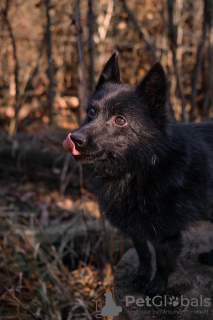 Photos supplémentaires: Schipperke Venya est à la recherche d'un logement.