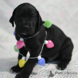 Photo №2 de l'annonce № 55640 de la vente dogue allemand - acheter à USA éleveur