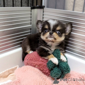 Photo №3. Chihuahua disponible à l'adoption contactez WhatsApp Business 447450021323. La finlande
