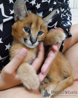 Photo №1. caracal - à vendre en ville de Los Angeles | négocié | Annonce № 87182