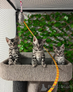 Photo №1. bengal - à vendre en ville de Lausanne | 750€ | Annonce № 152705