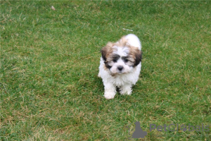 Photo №1. bichon à poil frisé - à vendre en ville de Cave | négocié | Annonce №110077