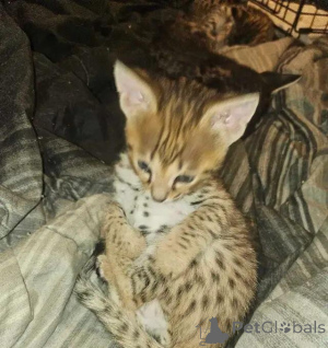 Photo №1. savannah - à vendre en ville de Fou | 580€ | Annonce № 176013