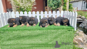 Photo №4. Je vais vendre chien à loutre en ville de Belgrade.  - prix - négocié
