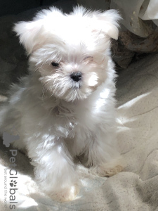 Photo №1. bichon maltais - à vendre en ville de Odessa | 663€ | Annonce №57849