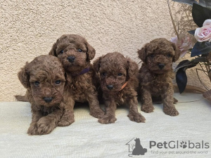 Photos supplémentaires: Caniches rouges TOY - Chiots à vendre