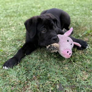 Photo №3. Beaux chiots Cane Corso avec un esprit noble et une douce affection. Pologne