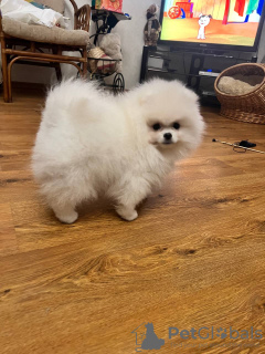 Photo №2 de l'annonce № 131346 de la vente spitz nain - acheter à Fédération de Russie de la fourrière