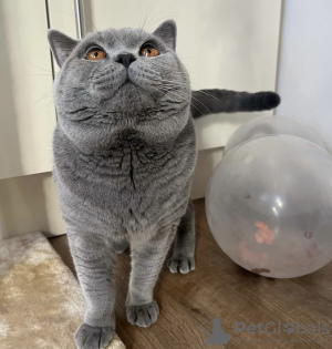 Photo №2 de l'annonce № 101671 de la vente british shorthair - acheter à Allemagne annonce privée, éleveur